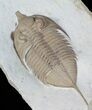 Huntonia Lingulifer (Rare Species) - Oklahoma #50976-3